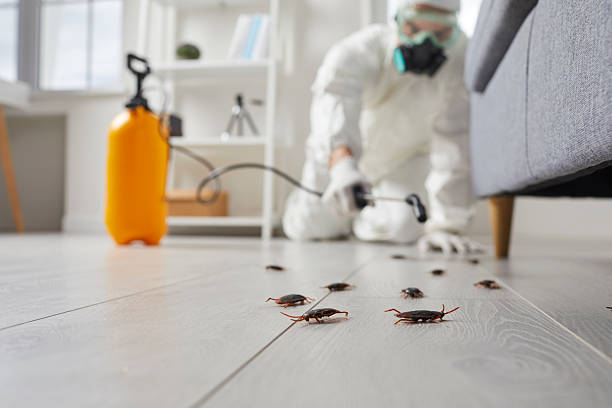 Post-Treatment Bed Bug Interceptor Monitoring in Manchester